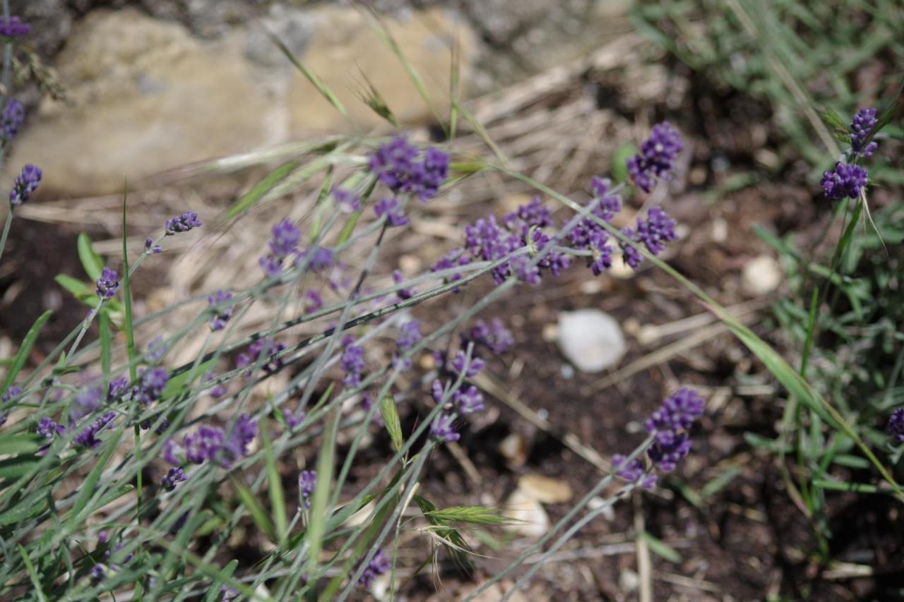 Les Chambres D Hotes De Valensole Au Pays Des Lavandes Et Proche Des Gorges Du Verdon Exterior foto